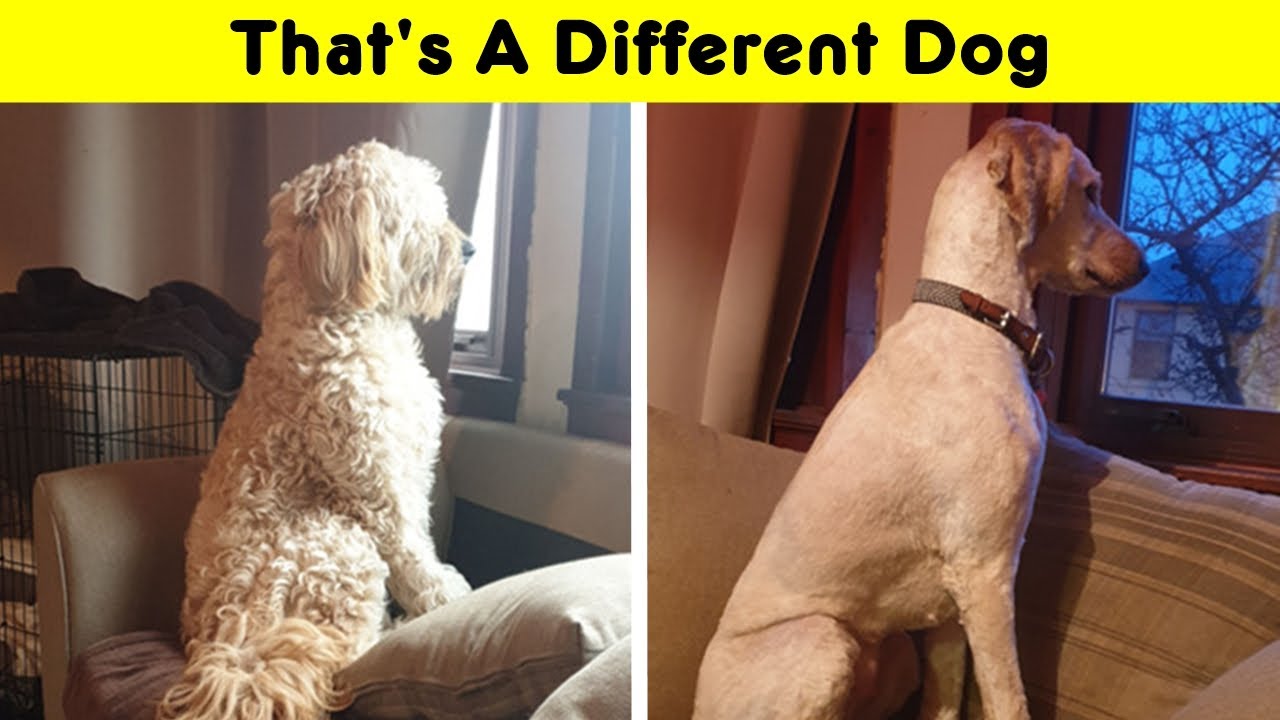 Times People Took Their Dogs To The Groomers And Thought They Got Back A Different Dog