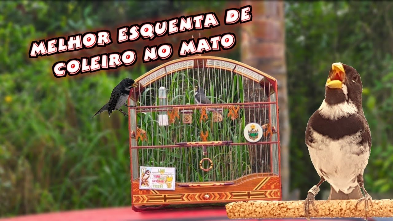 Acorda qualquer coleiro, Melhor esquenta de coleira no mato, Fêmea  piando quente e macho