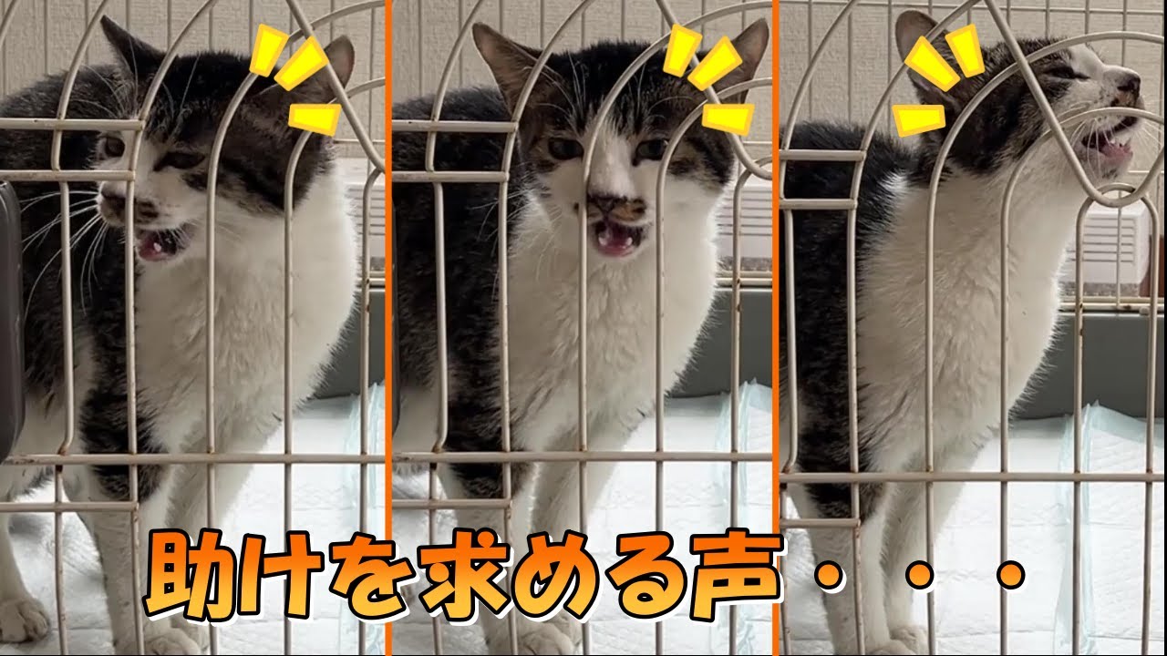 保護猫ちゃんの助けを求める声・・・