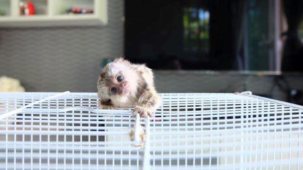 Very adorable tiny marmoset monkeys