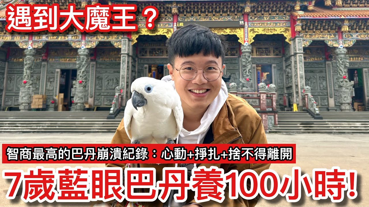 大魔王？超心動飼養「藍眼巴丹」超越100小時！從沒被陌生人養過的百萬「網紅鳥」竟追殺攻擊？結局「完全不同」讓主人不敢相信！【鸚鵡小木屋】【養100小時EP3】ft.Hey 巴弟