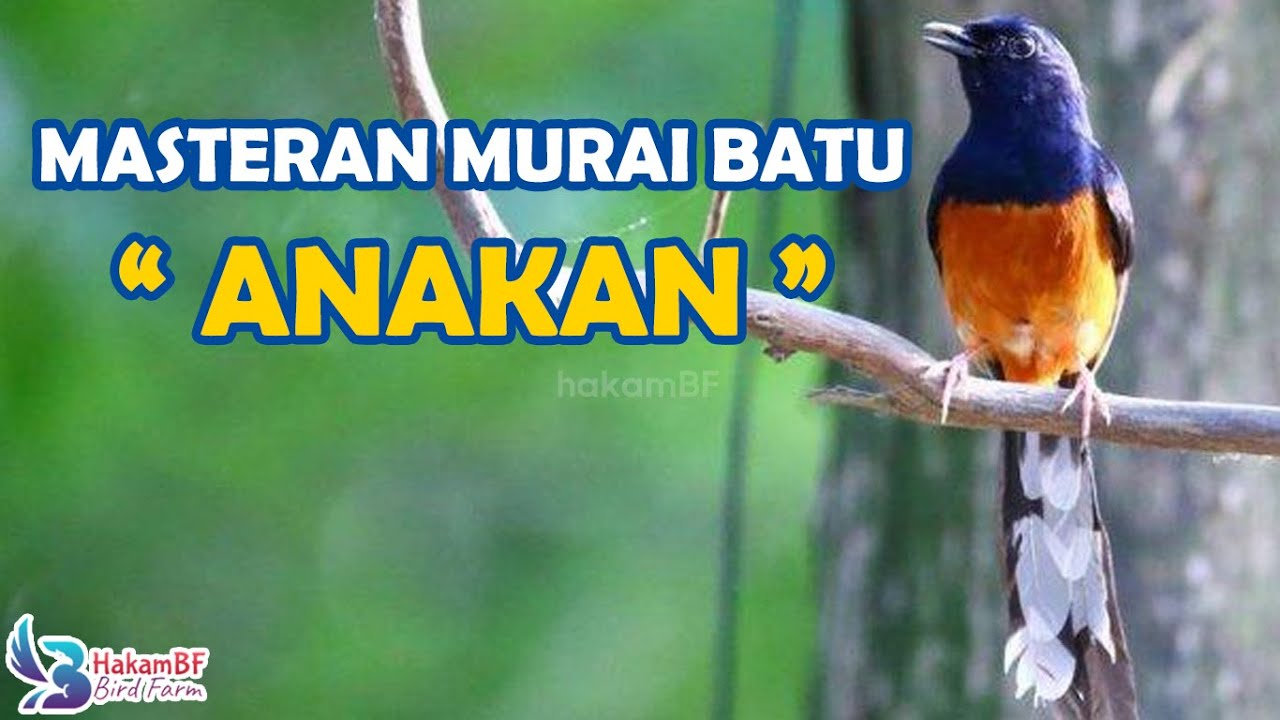 MASTERAN MURAI BATU TROTOLAN ‼️ ISIAN MURAI BATU ANAKAN