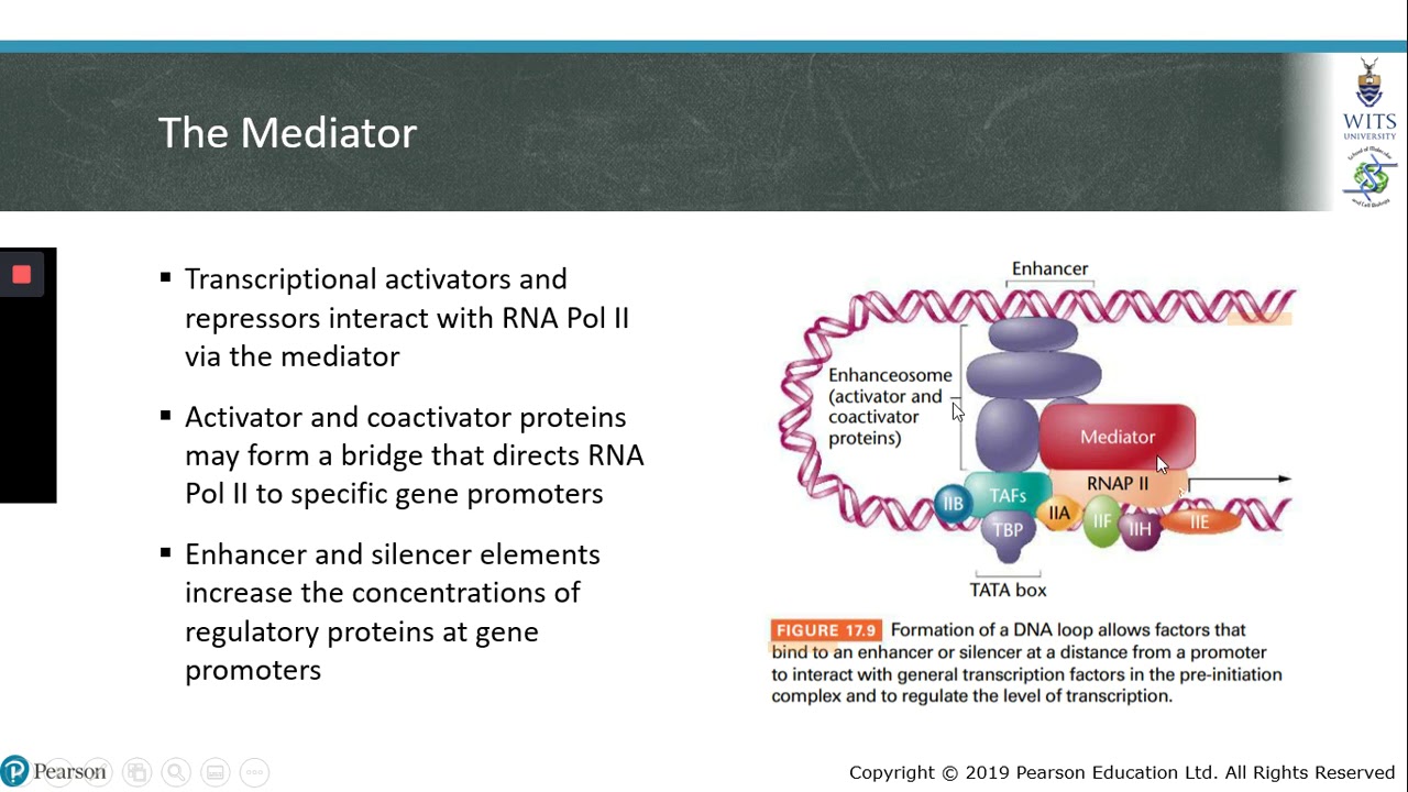 Transcription Initiation Part 2