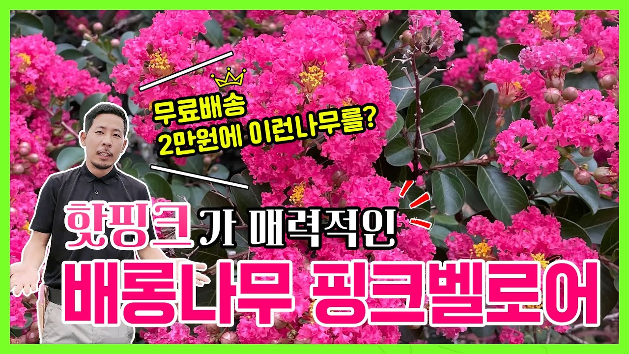 (무료배송 2만원 특가!) 핫핑크가 매력적인 배롱나무 핑크벨로어! 여름이 기다려지는 꽃나무