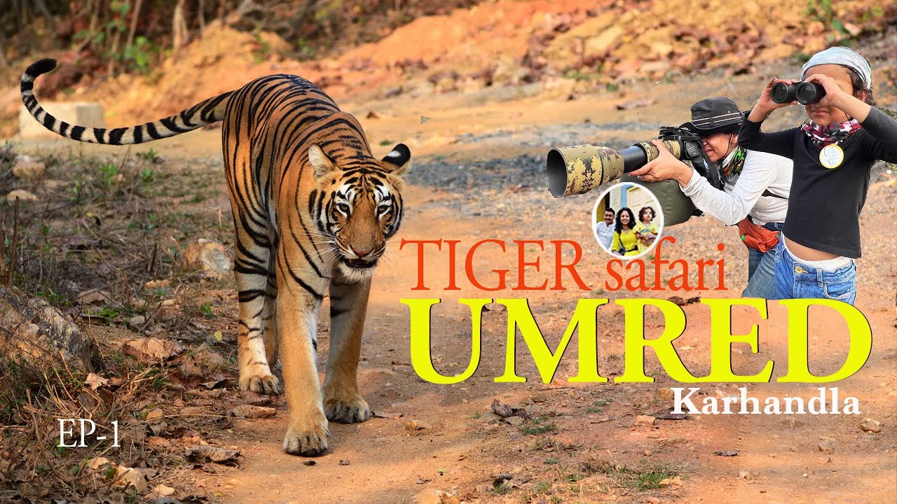Inside F2 tigress territory | Umred pauni karhandla Wildlife sanctuary tiger tracking | Safari video