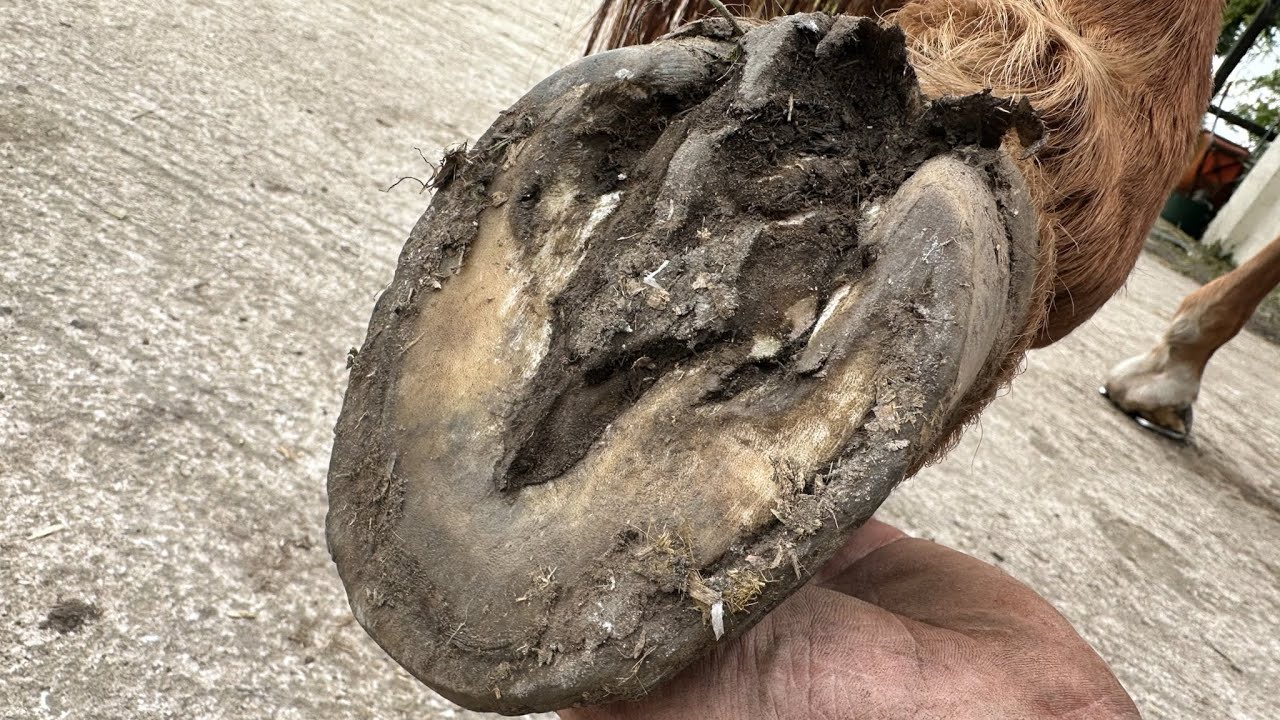 What Happened To That Frog. (Hoof Restoration)