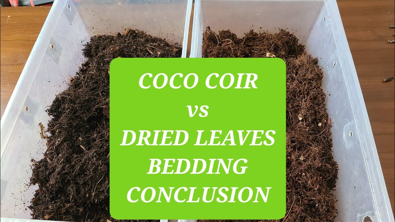 Coco Coir vs Dried Leaves Bedding  | Worm Farm Experiment Conclusion