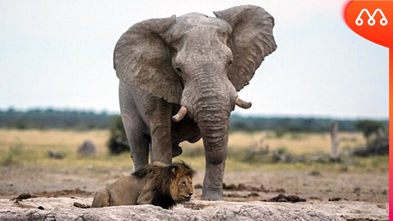 КОГДА СЛОН ВСТРЕЧАЕТСЯ СО ЛЬВОМ