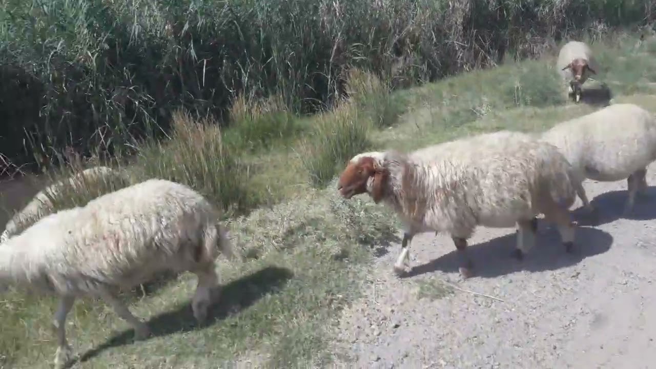 نهر الفرات راعي الأغنام  سوريا مباشر 