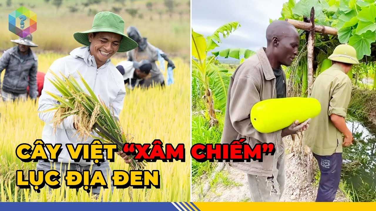 Ngỡ Ngàng 7 Cây Trồng Việt Nam "LÀM MƯA LÀM GIÓ" Ở Đất Châu Phi - Top 1 Khám Phá