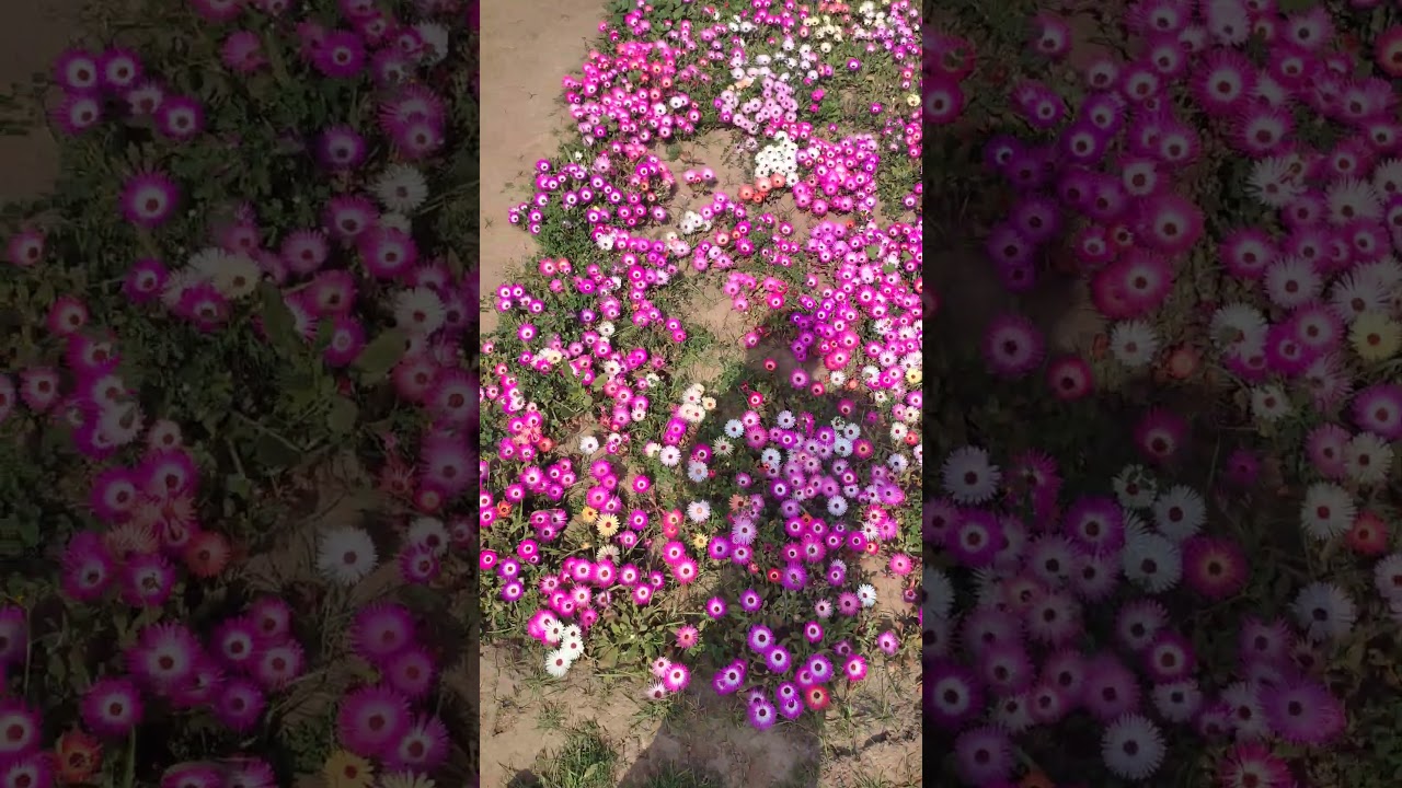 Ice plant flower garden