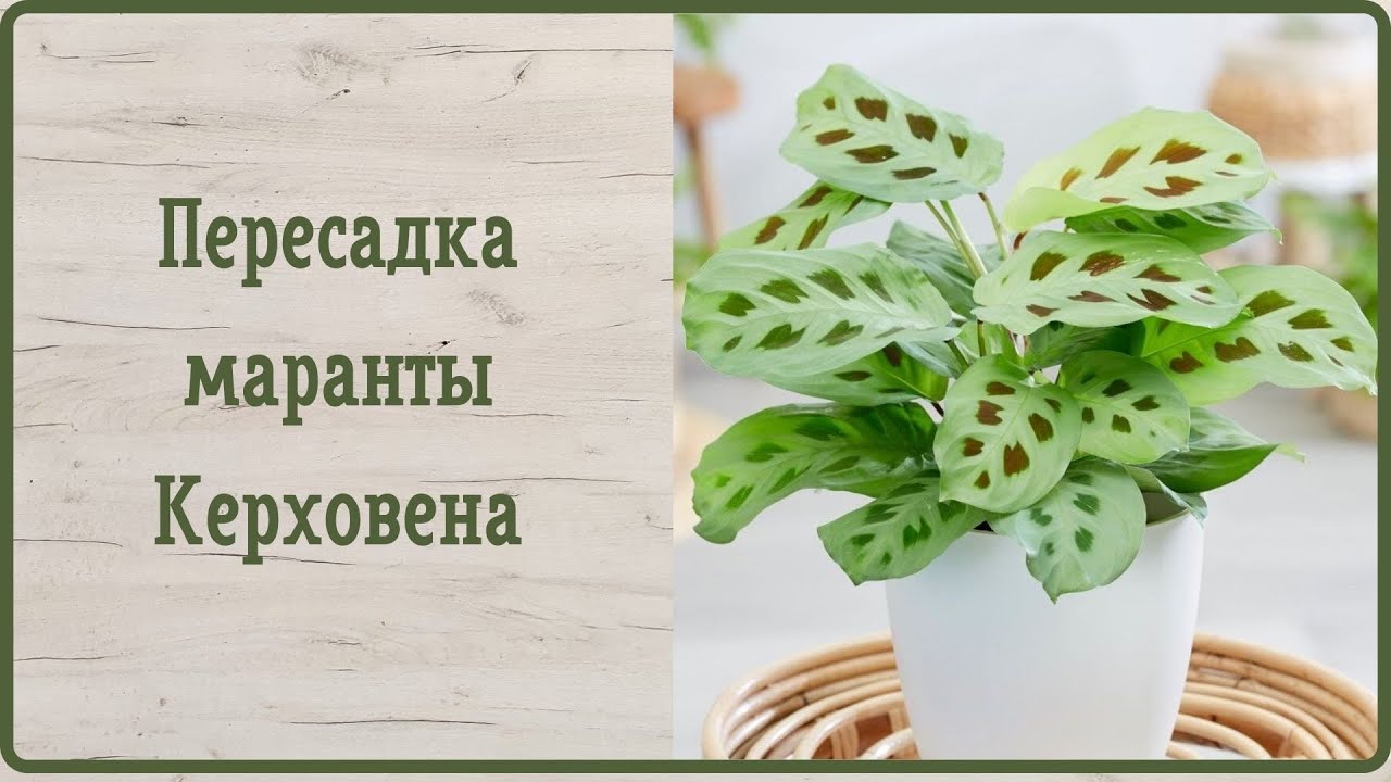 Пересадка маранты Керховена