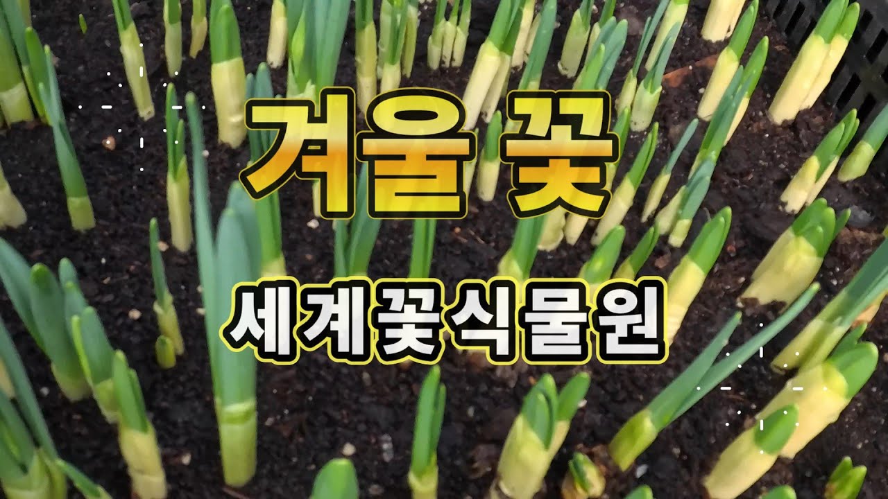 세계꽃식물원 / 겨울의 꽃 / 추운 겨울 꽃보러 다녀왔습니다
