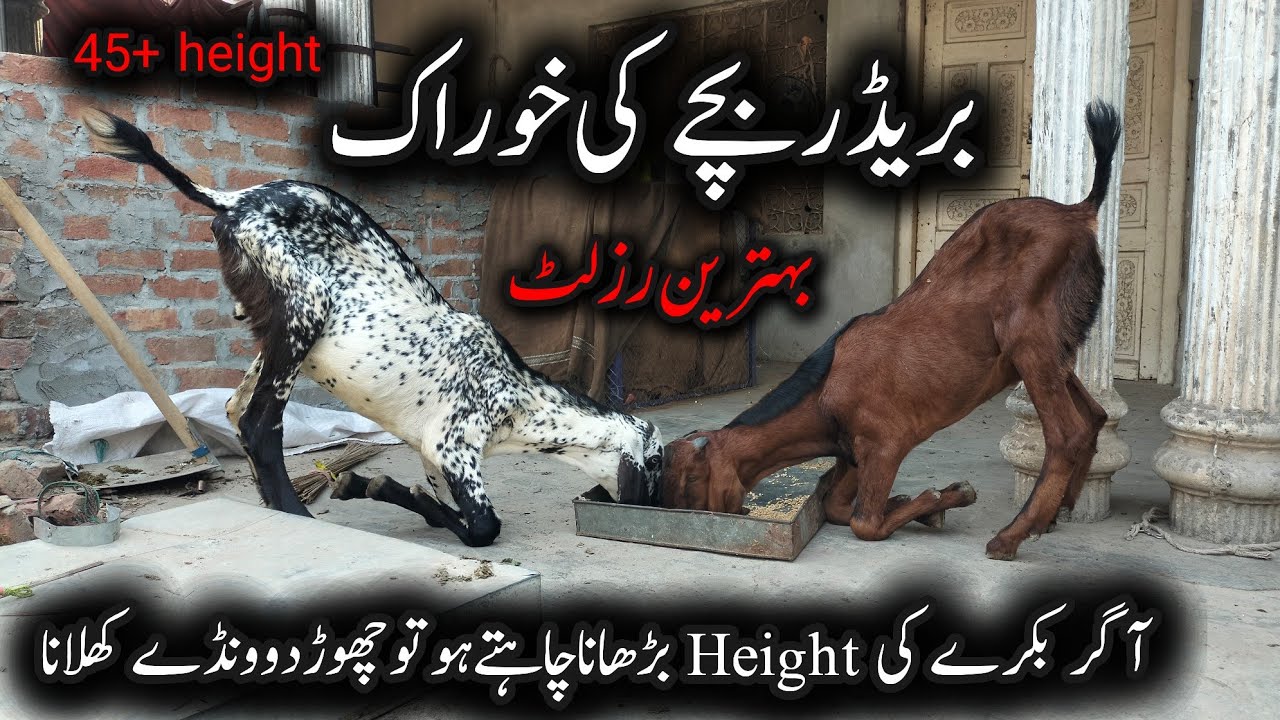 Future Breeder Bakre Ki Perfect Khurak | Full Diet Plan Growth Se Breeding Tak |breederbakra