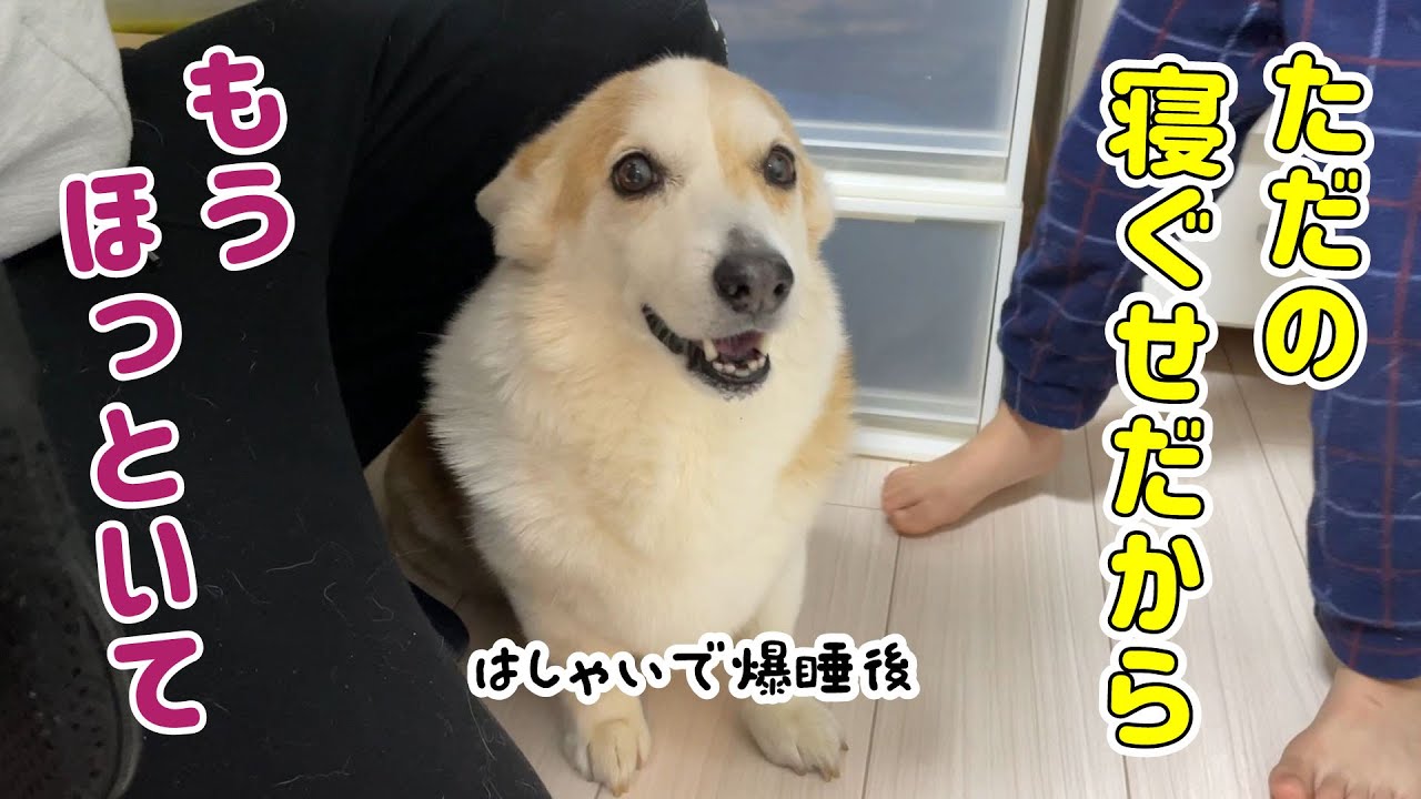 たかが寝ぐせで大騒ぎしないで欲しいコーギー