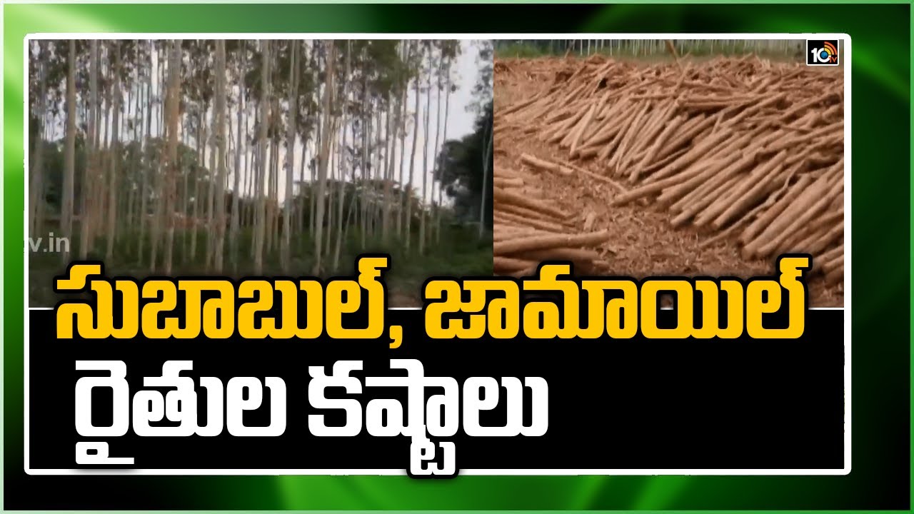 సుబాబుల్, జామాయిల్ రైతుల కష్టాలు | Subabul and Jamail Farmers Vs  ITC | Matti Manishi | 10TV News