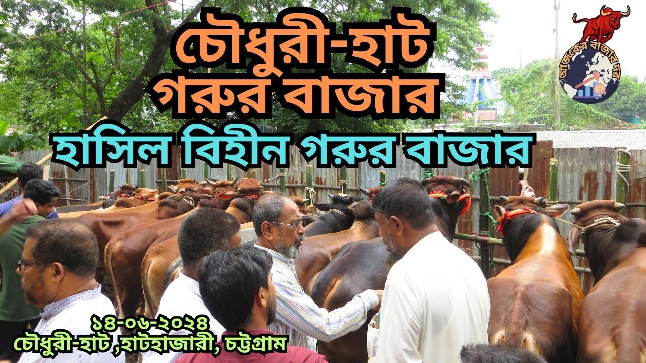চৌধুরী-হাট গরুর বাজার।।হাসিল বিহীন গরুর বাজার।।চৌধুরী-হাট ,হাটহাজারী, চট্টগ্রাম। নতুন ভিডিও ২০২৪।।