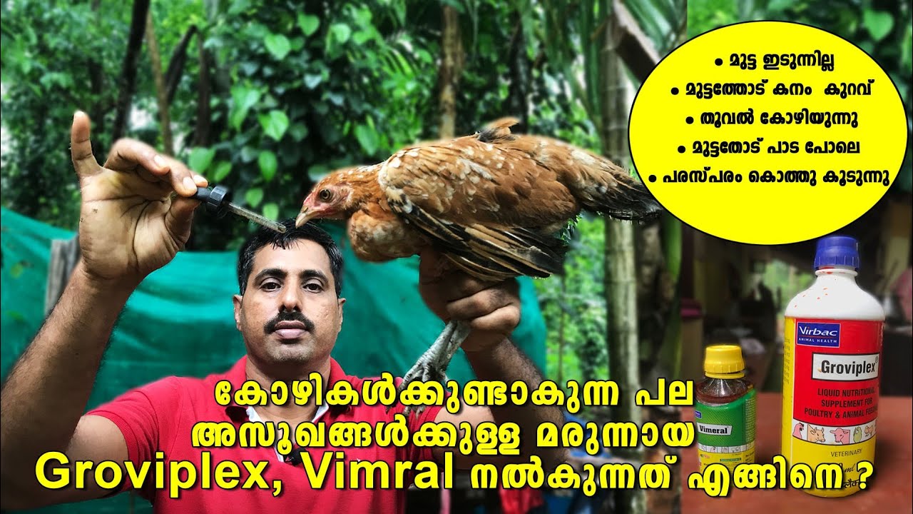 Groviplex and Vimral Kozhikalkku Kodukkunnathu engine ? കോഴിക്കുള്ള മരുന്ന് നൽകുന്നത് എങ്ങിനെ ?