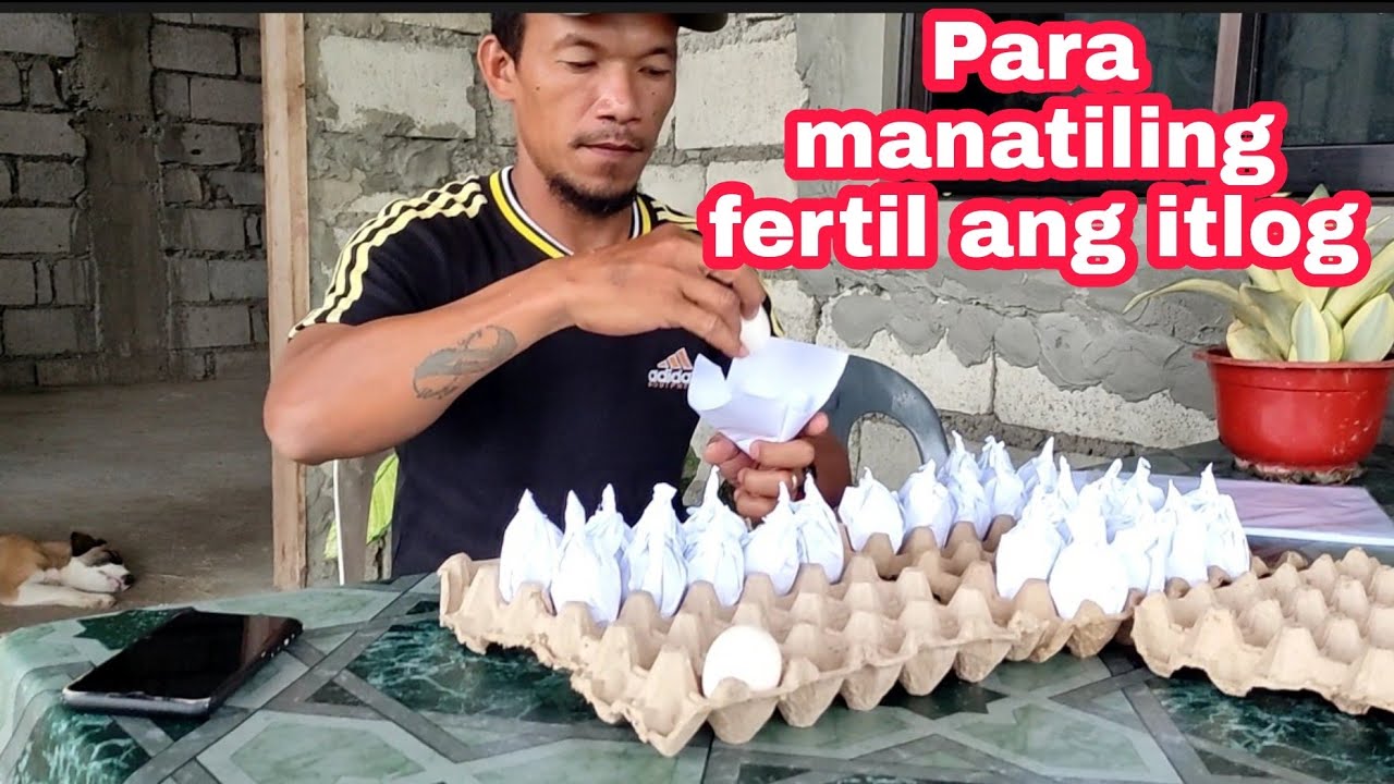 Step by Step Demo Tutorial | How to Process The Eggs Of Chicken | Chiller Refrigerator