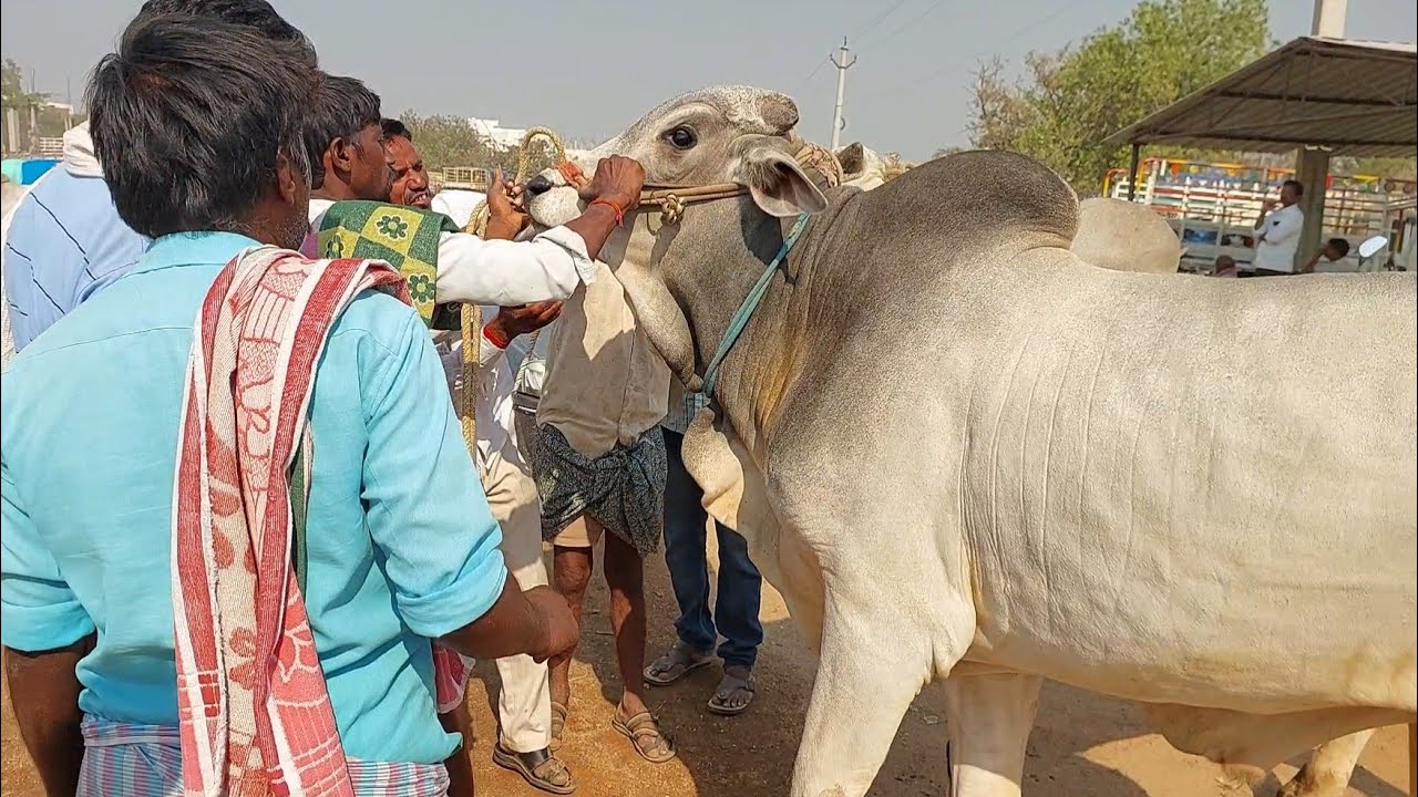 పెబ్బేరు ఎద్దుల మార్కెట్ లో 4 పళ్ళ కోడెల కొనుగోలుకు నడిచిన బేరం | Pebbair Bull market in Telangana 