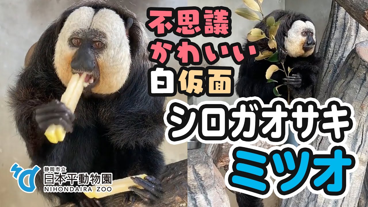 【日本平動物園】不思議かわいい白仮面🐵シロガオサキのミツオおじいちゃん[Nihondaira Zoo] White-faced saki, Mitsuo.