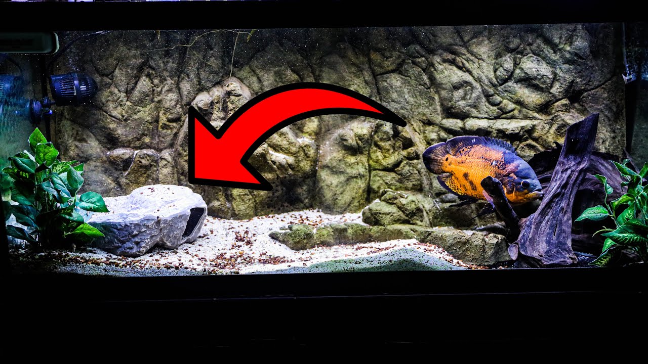 The Ultimate FISH CAVE!