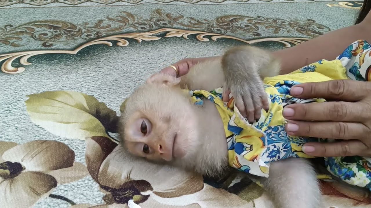 The youngest child, JING family, eats milk and goes to bed