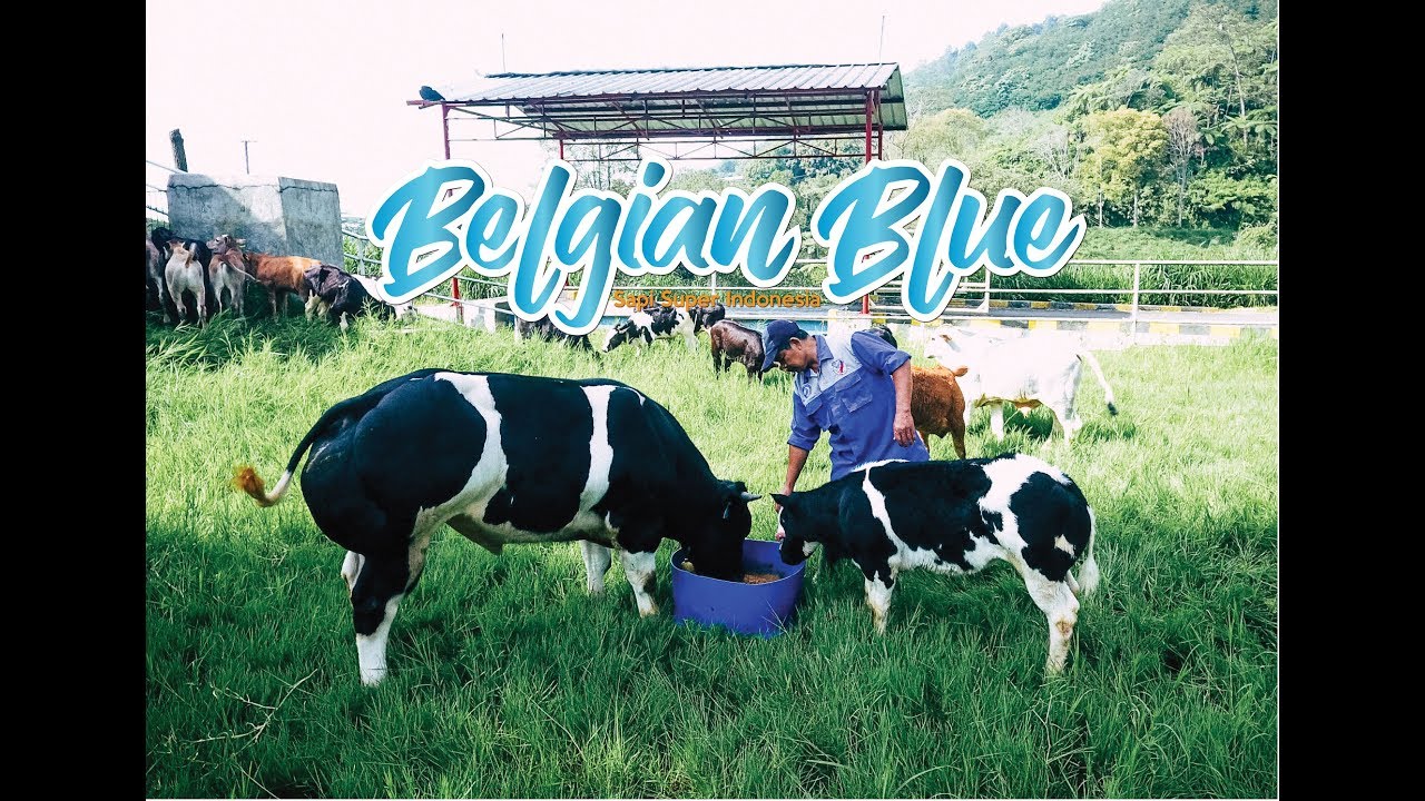 Belgian Blue - Sapi Super Indonesia