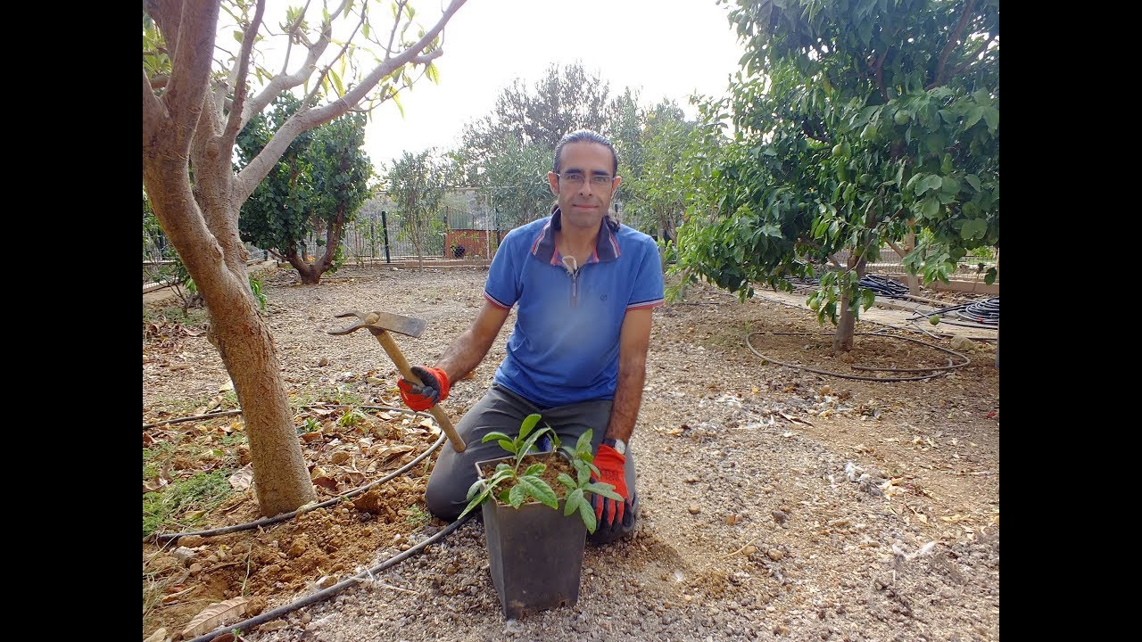 Yeni Dünya (Malta Eriği) Nasıl Çimlendirilir?