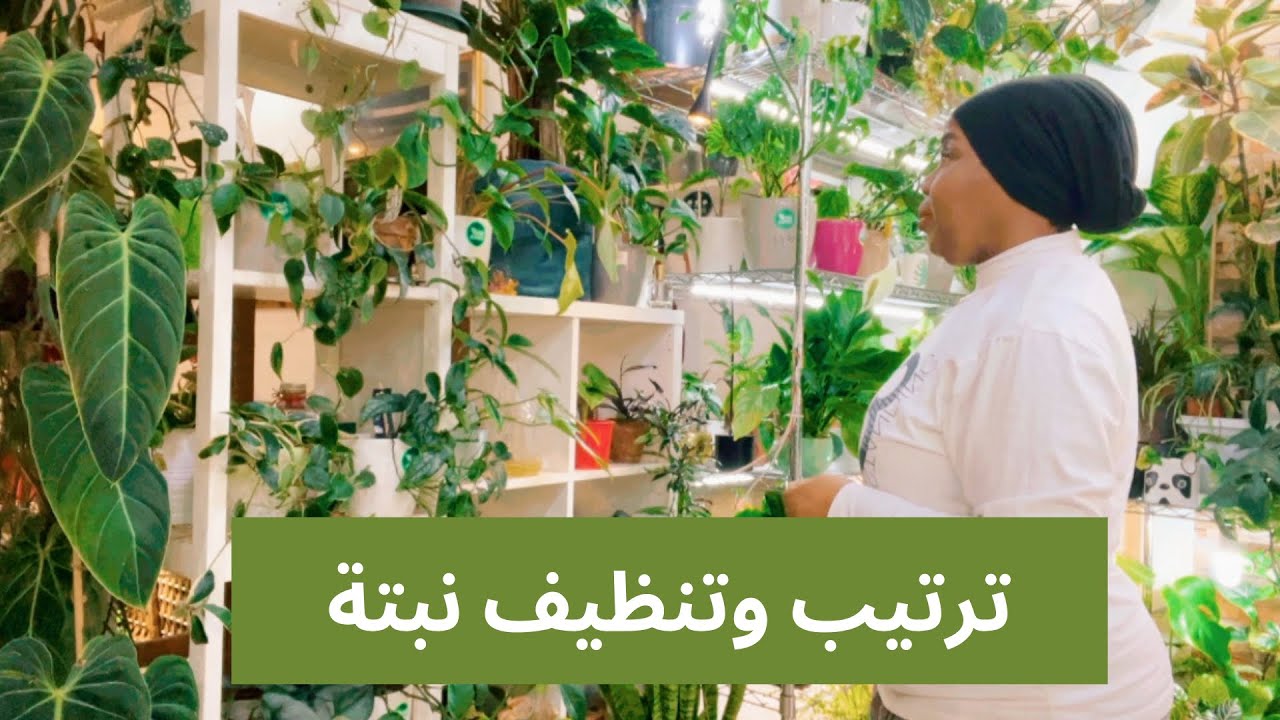ترتيب وتنظيف النباتات المنزلية ونقل الى تربة