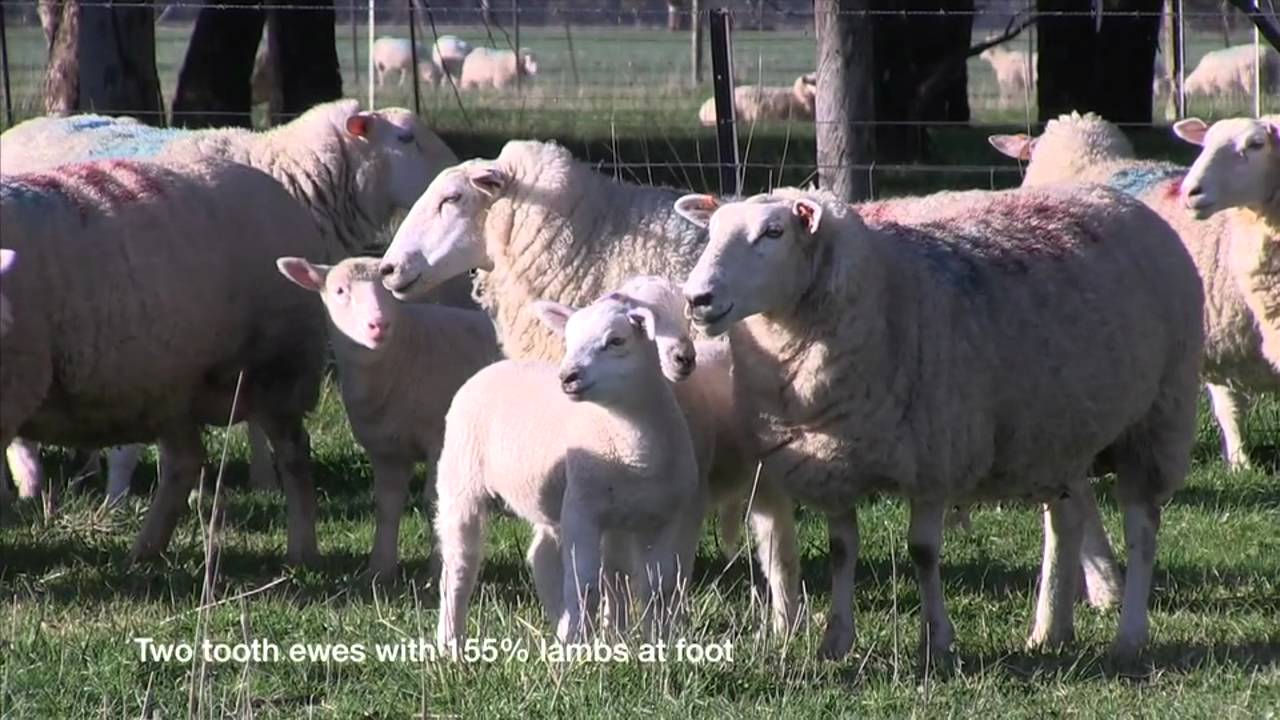 LambPro Maternal Video
