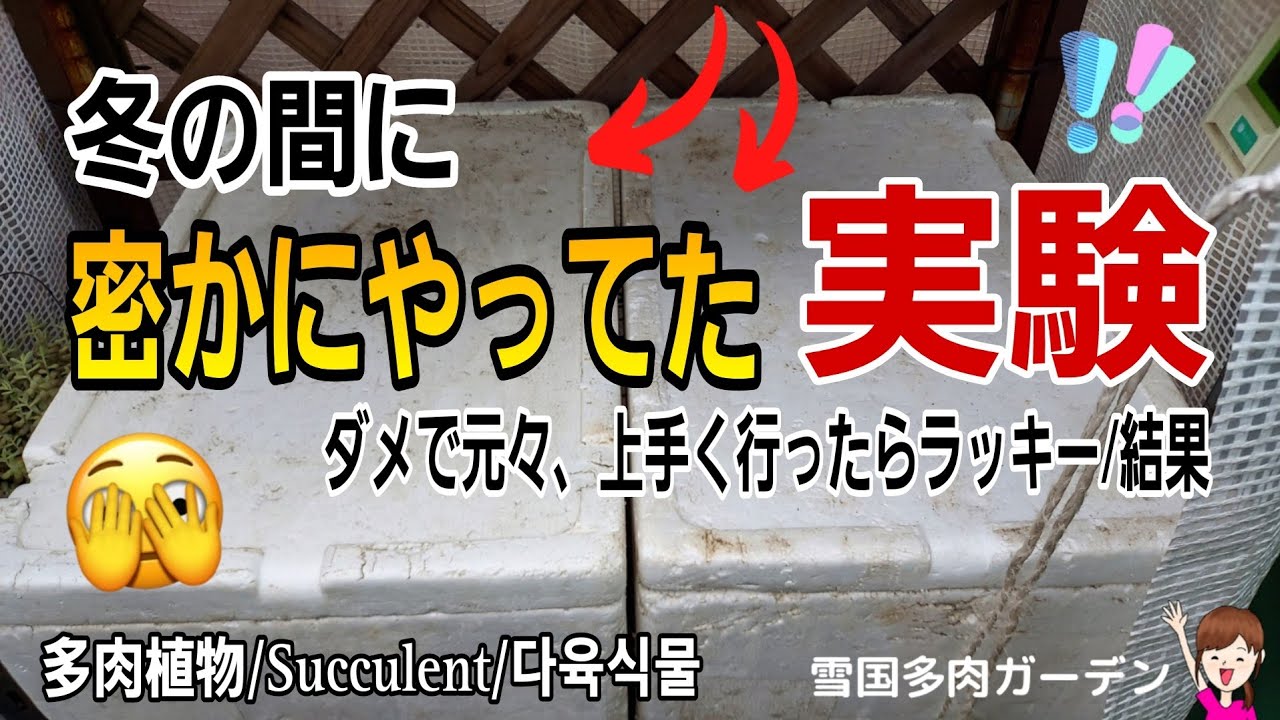 冬の間に密かにやってたダメもと越冬実験/結果　2024年3月27日　＃雪国の多肉　＃実験　＃Succulent　＃多肉植物の越冬