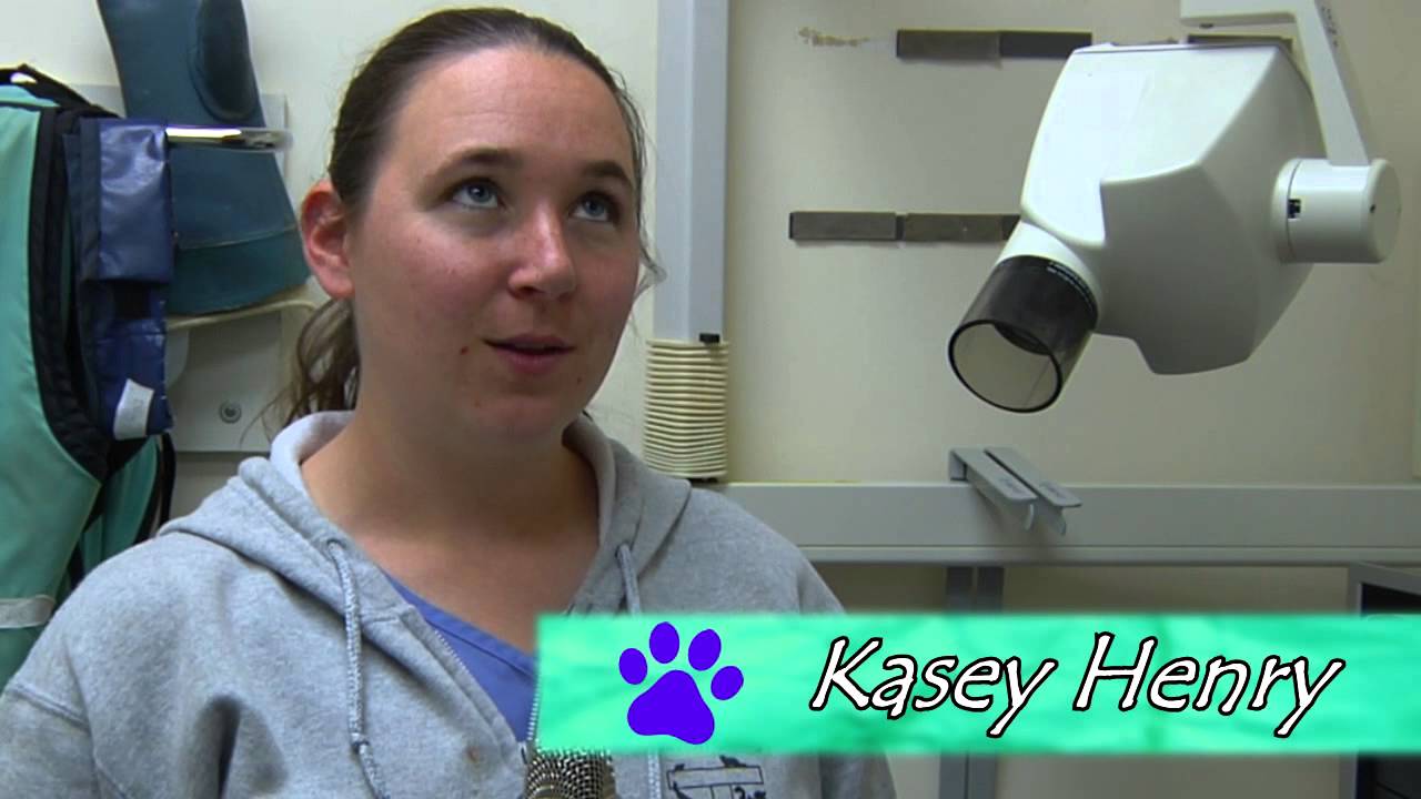 VET TECH