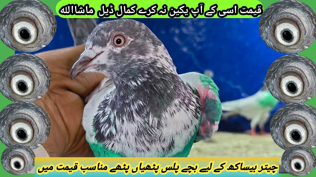Ramzan Mubarak My All Friends || High Quality  Pigeon 03071539639 #pigeon #pakistani