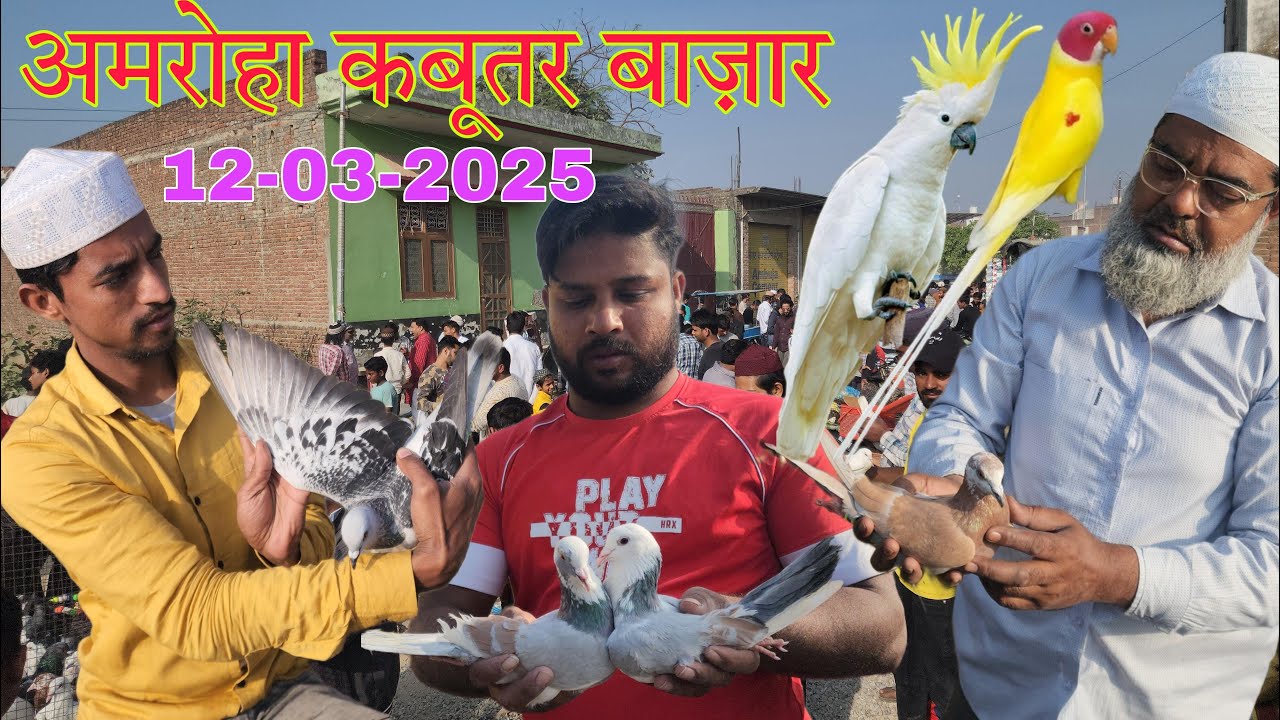 Amroha kabootar market 🕊️12-03-2025. अमरोहा कबूतर बाज़ार। Gola kabootar market