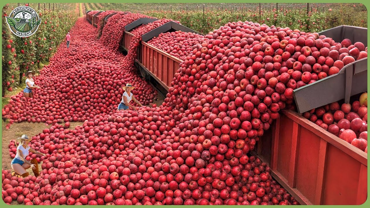 The Most Modern Agriculture Machines Ever - Hauling Million Tons of Fruits & Veggies In Massive Harv