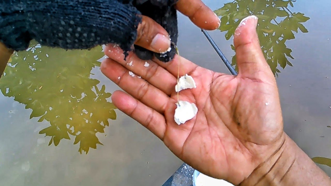 Umpan Andalan‼️ Mancing Belanak Pekalongan