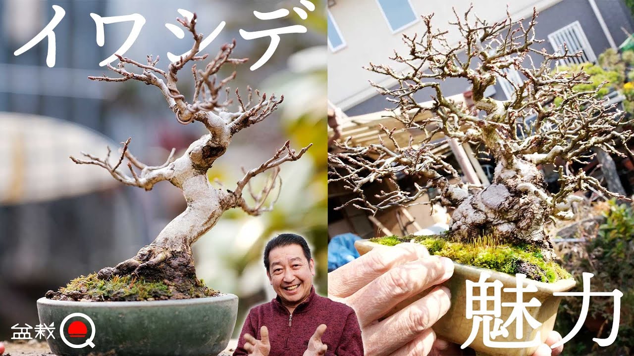 初心者にもお勧めのイワシデ盆栽の剪定と植え替え【盆栽Q】