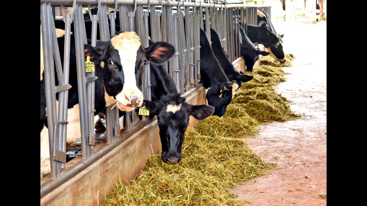 Dairy Investors Programme