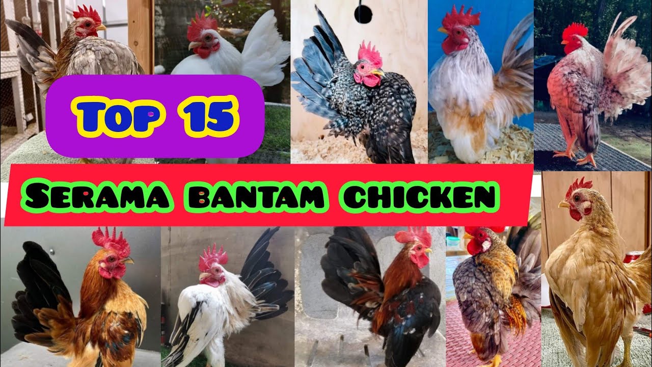 Top 15 Serama bantam chicken | Serama chicken | Serama bantam chicken all colors| small fancy hens