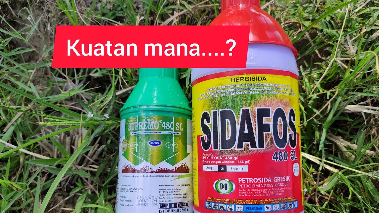 Membandingkan Secara Real Herbisida Sidafos vs Herbisida Supremo Part 1