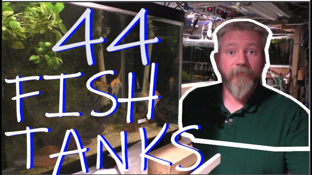 Fish Room Tour || TOO MANY Tanks!