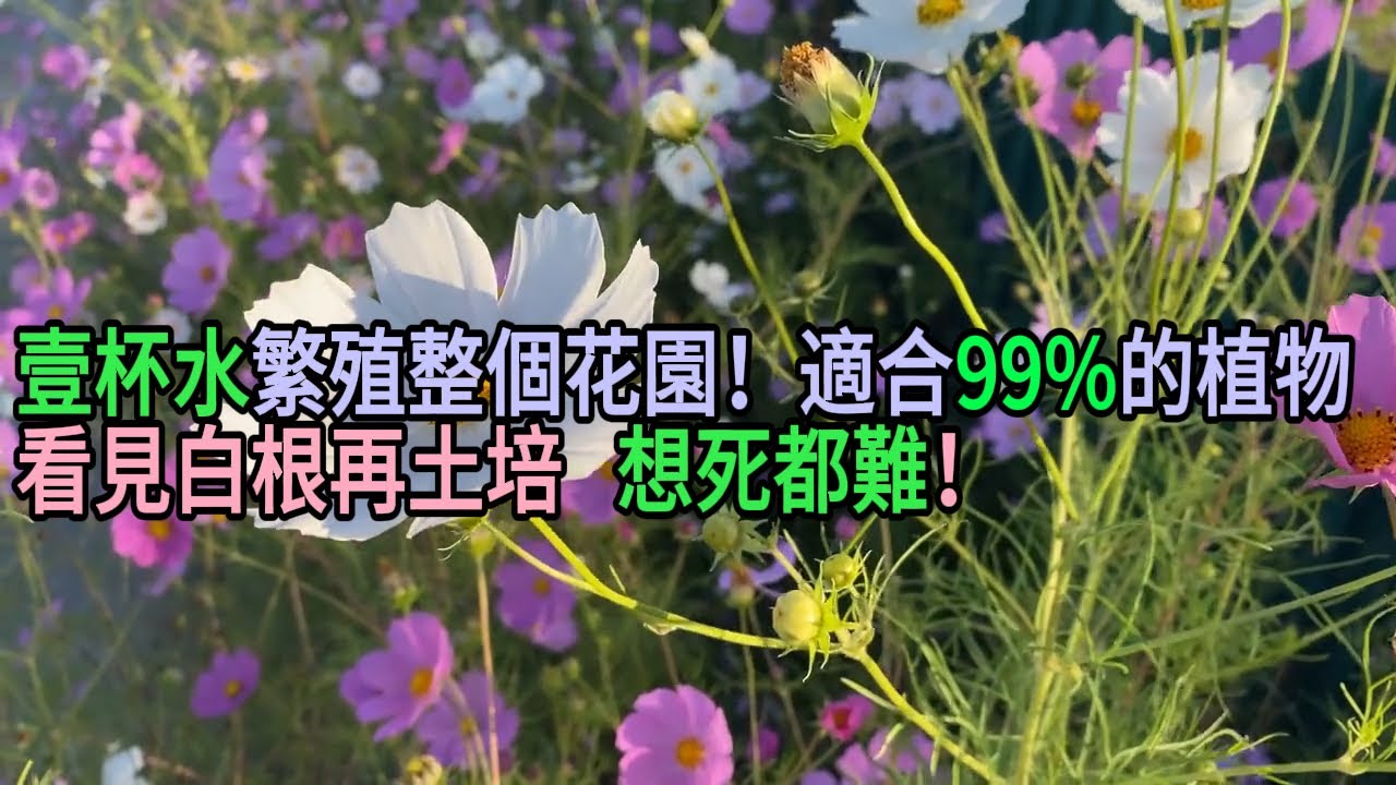 壹杯水繁殖整個花園！“水誘生根法”適合99%的植物，看見白根再土培，想死都難！#園藝 #養花 #新手養花