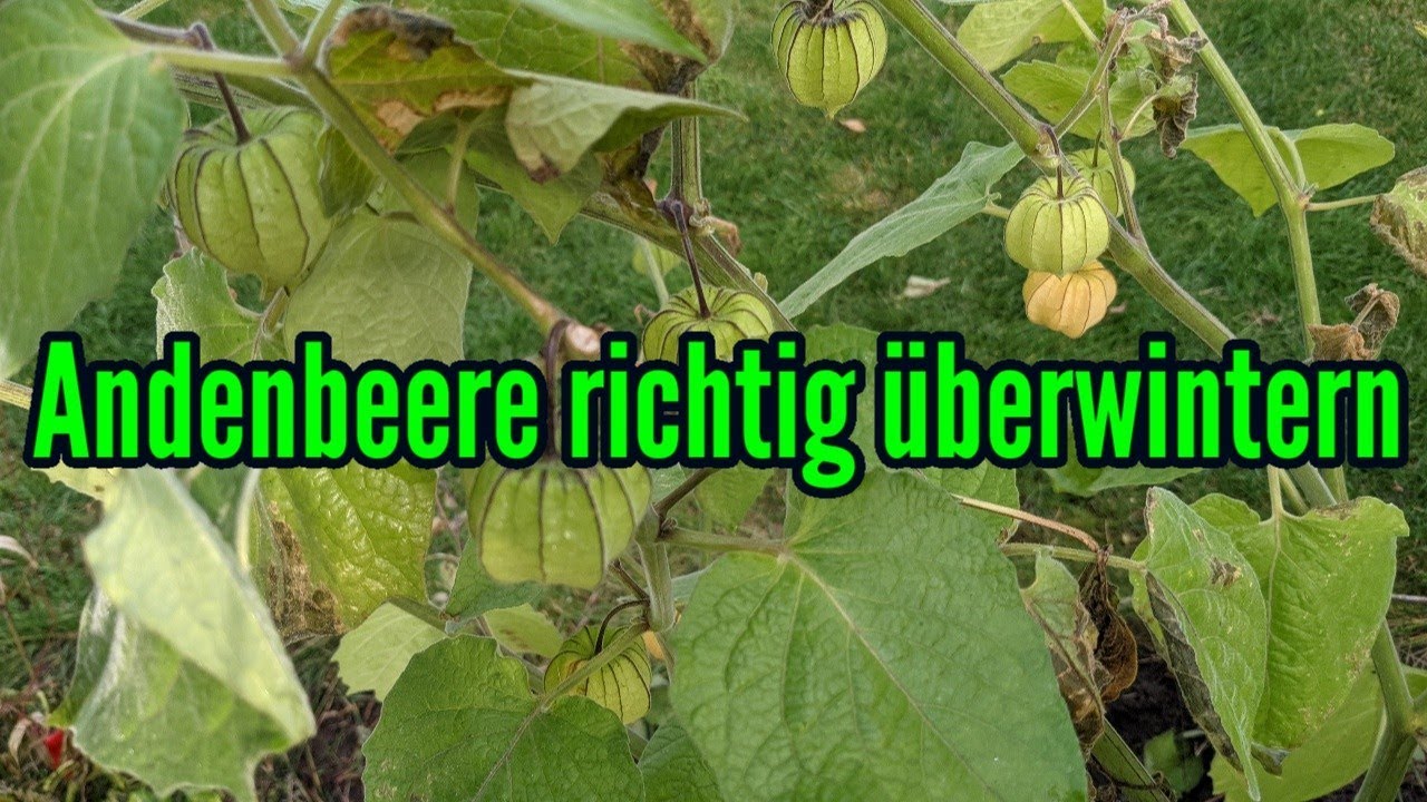 Andenbeere überwintern Physalis sicher durch den Winter bringen