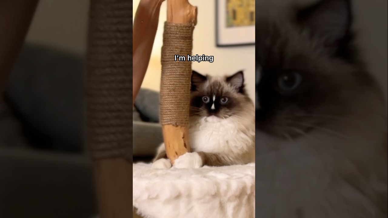 Assembling Cento cat tree by Mau