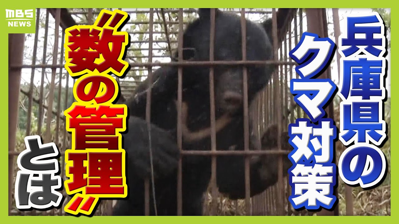 【なぜ？】兵庫県では今年度『クマの狩猟禁止』　理想の対策？兵庫県の