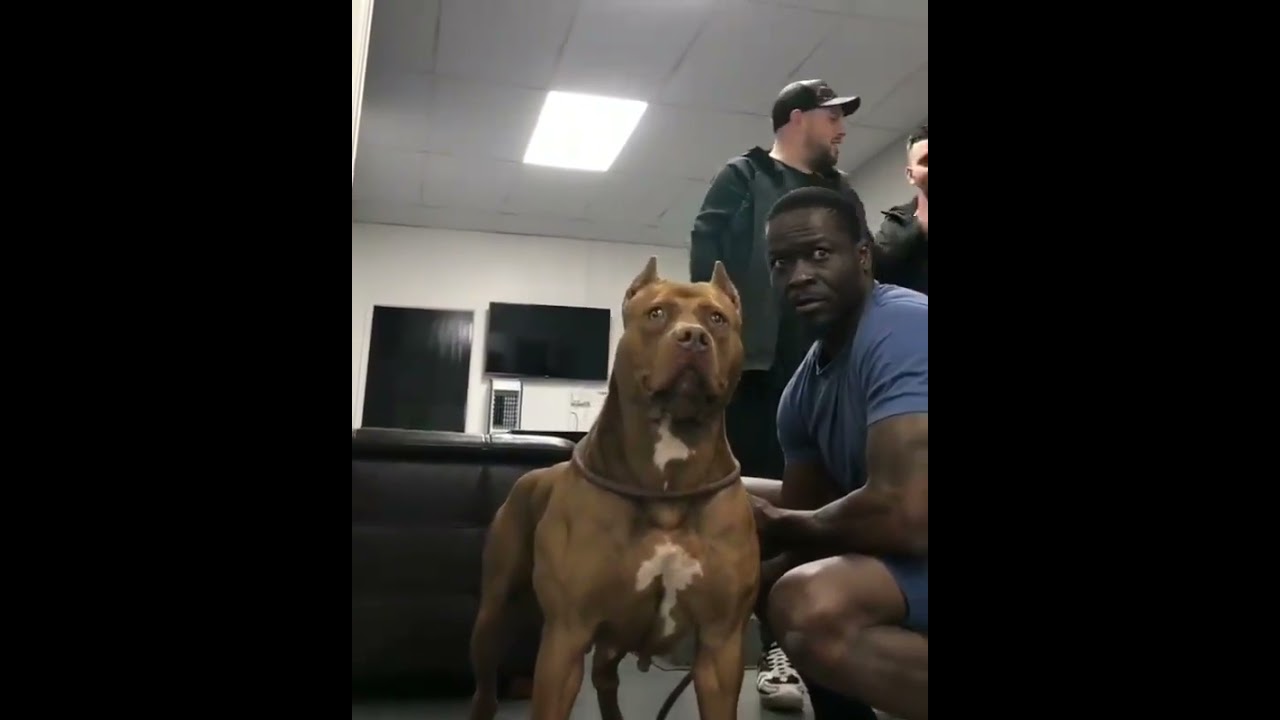 pitbull dog fire attitude 🔥🔥 💕🐶🔥🔥🤩 