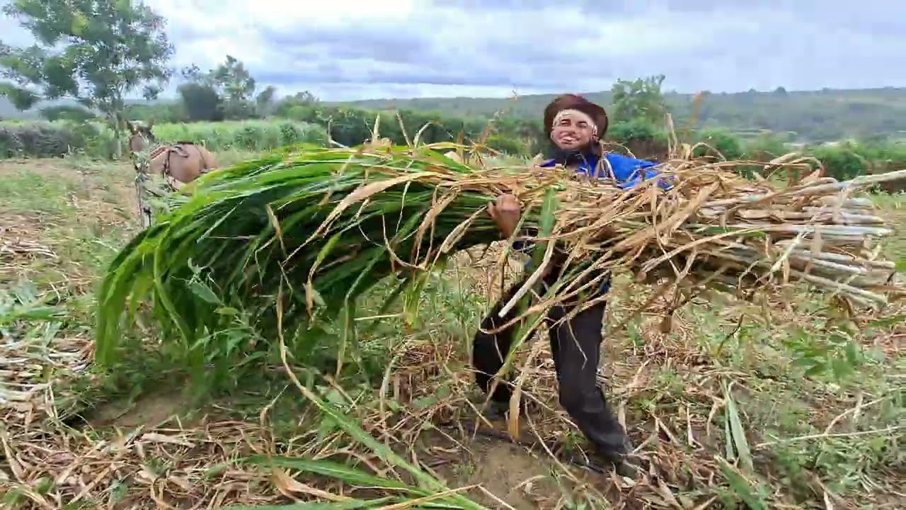 COMO FAZER SILAGEM NO BALDE COM MILHO 🌽 PASSO A PASSO NA PRÁTICA 