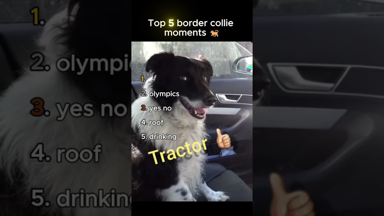 Top 5 border collie moments 😄