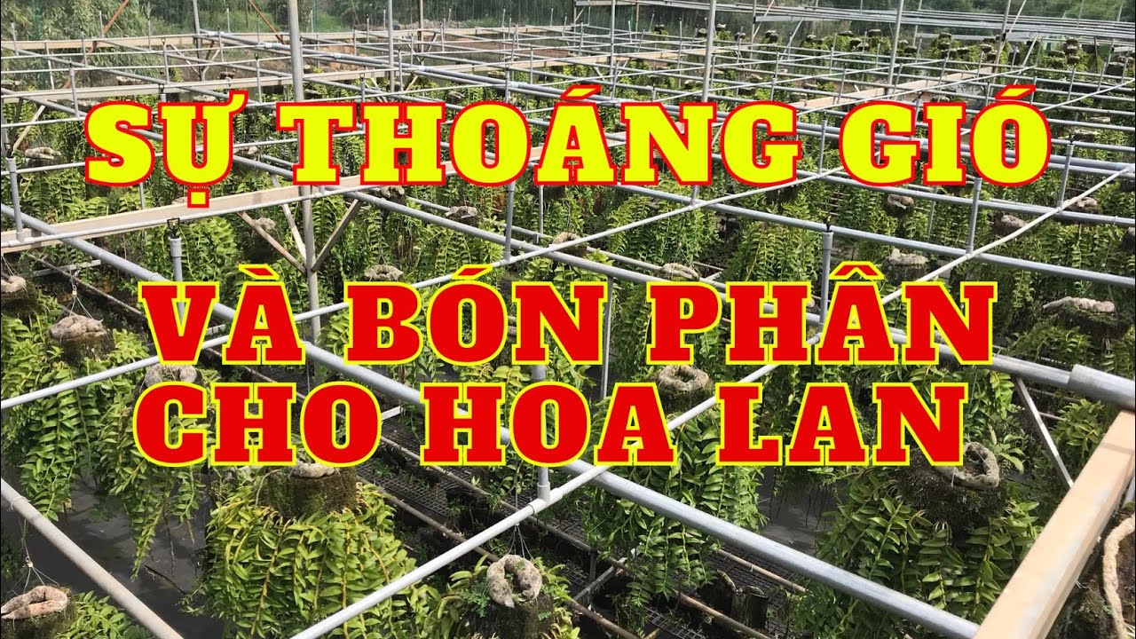Sự thoáng gió và bón phân cho hoa lan